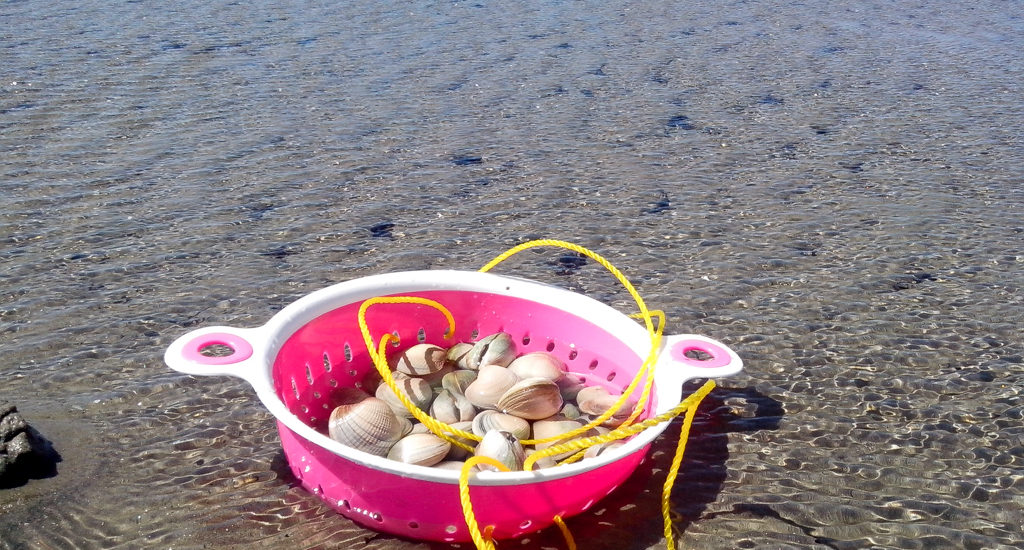 Muscheln am Strand von Collingwood