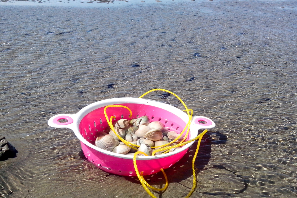 Muscheln am Strand von Collingwood