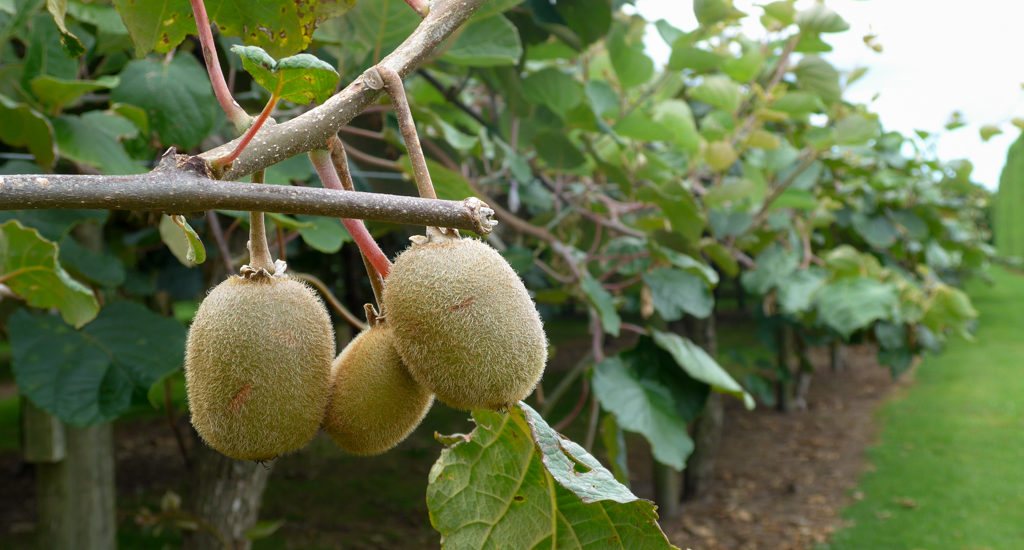 Te Puke: Kiwis, überall Kiwis!