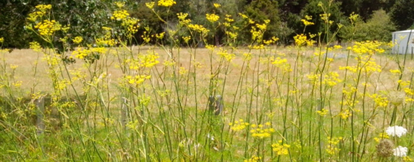 East Cape: Wilder Fenchel