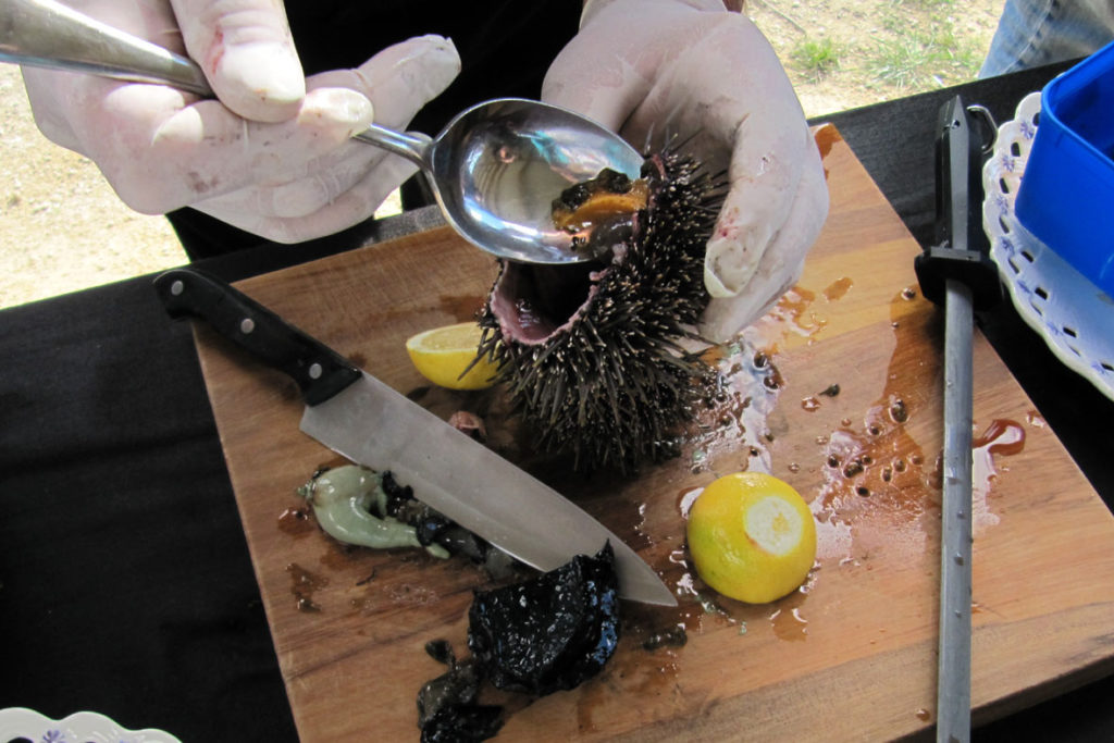 20150619 NZ Seeigel
