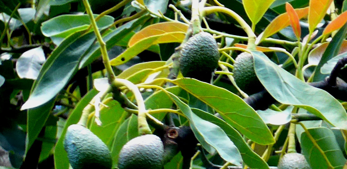 Avocado am Baum