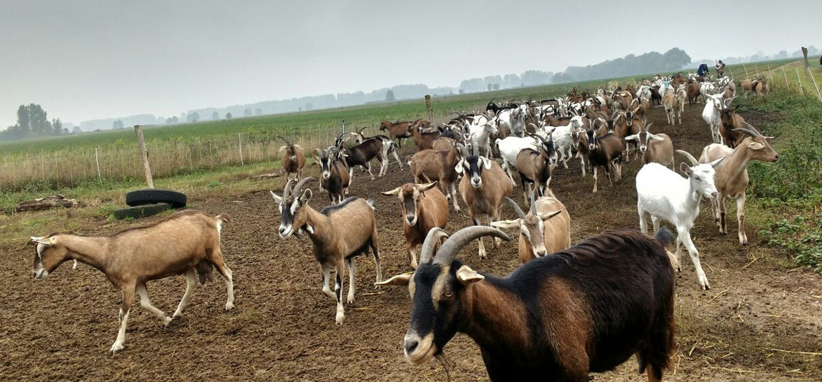 Kulinarischer Brandenburg-Ausflug: Kraniche und Ziegenkäse