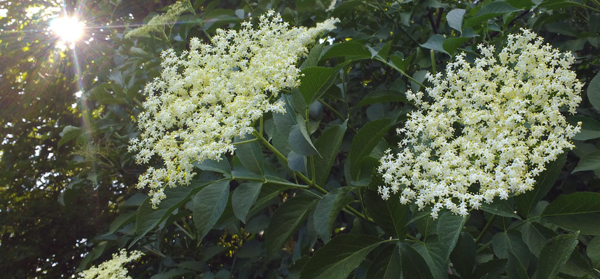 Holunderblüten am Busch