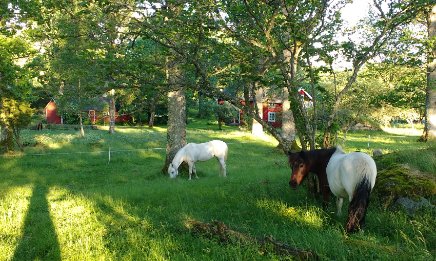 Bullerbü-Ferien in Smaland_Schweden_Ponies hinterm Ferienhaus