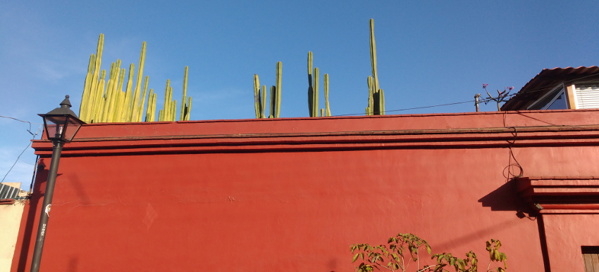 20180427_Oaxaca Straßenszene Kakteen (c) Jäger des verlorenen Schmatzes