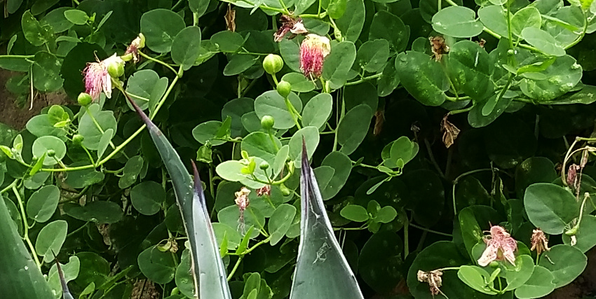 20180720__Insel Rab Agave Kapernaepfel (c) www.JaegerDesVerlorenenSchmatzes.de