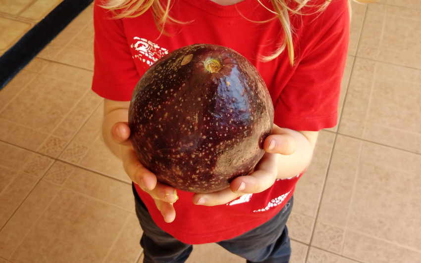 Avocados in Uganda (und auch Ruanda, wo dieses Foto aufgenommen wurde) sind RIESIG und machen locker einen Erwachsenen satt.