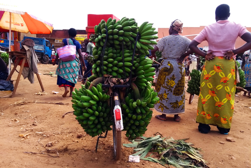 Typischer Anblick in Uganda: ein mit Matoke beladenes Fahrrad