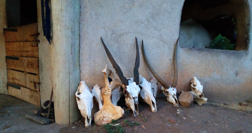 Gazellenschädel an den Stallungen der Mihingo Lodge im Lake Mburo Nationalpark