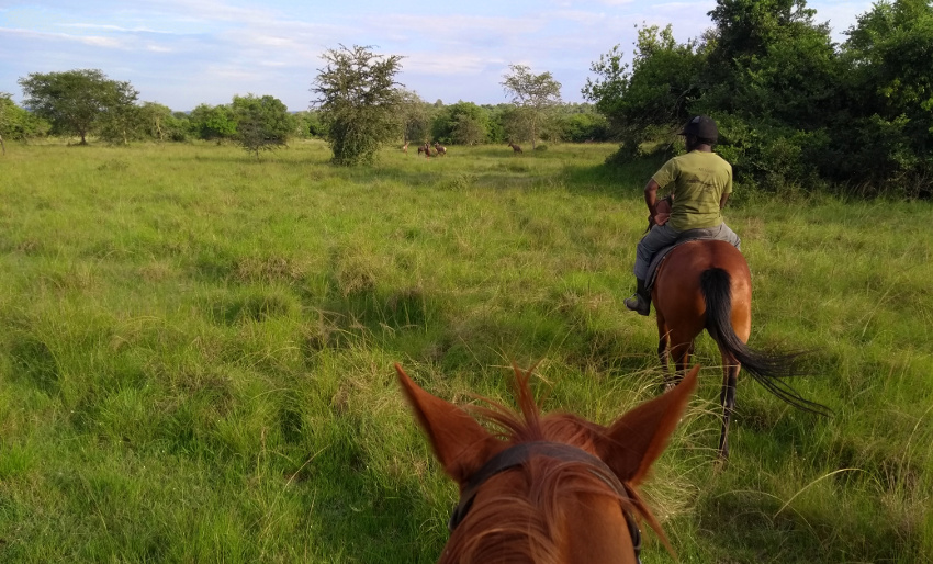 Reitsafari im Lake Mburo Nationalpark mit Nicolas, dem Herr der Pferde der Mihingo Lodge