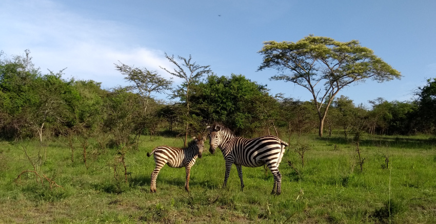 Zebras im Lake Mburo National Park Uganda