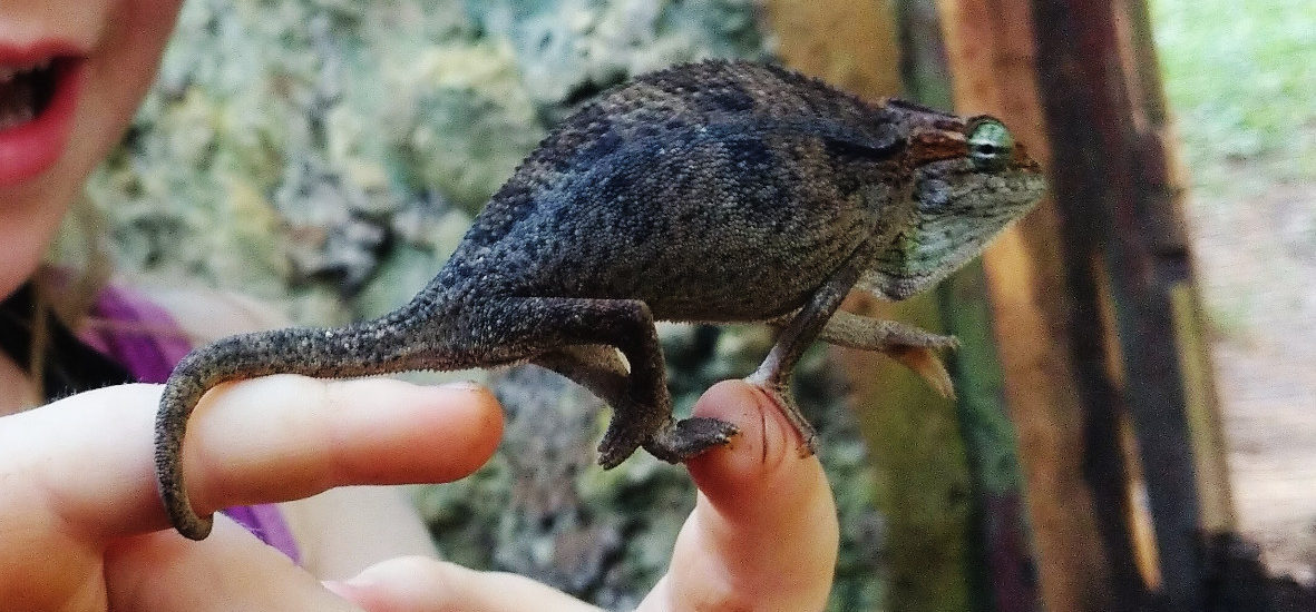 Die schönsten Safaris mit Kind in Uganda: das Reptile Village in Entebbe