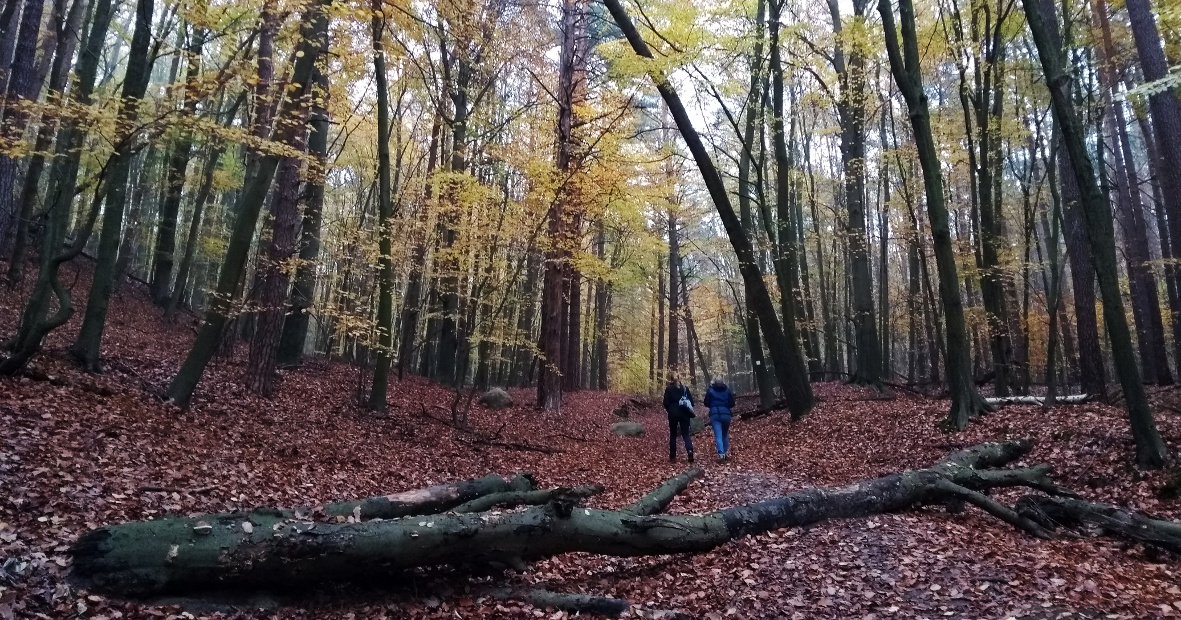 Grumsin Genusswanderweg Wald Herbst Laub Wanderung Schorfheide (c) www.JaegerDesVerlorenenSchmatzes.de