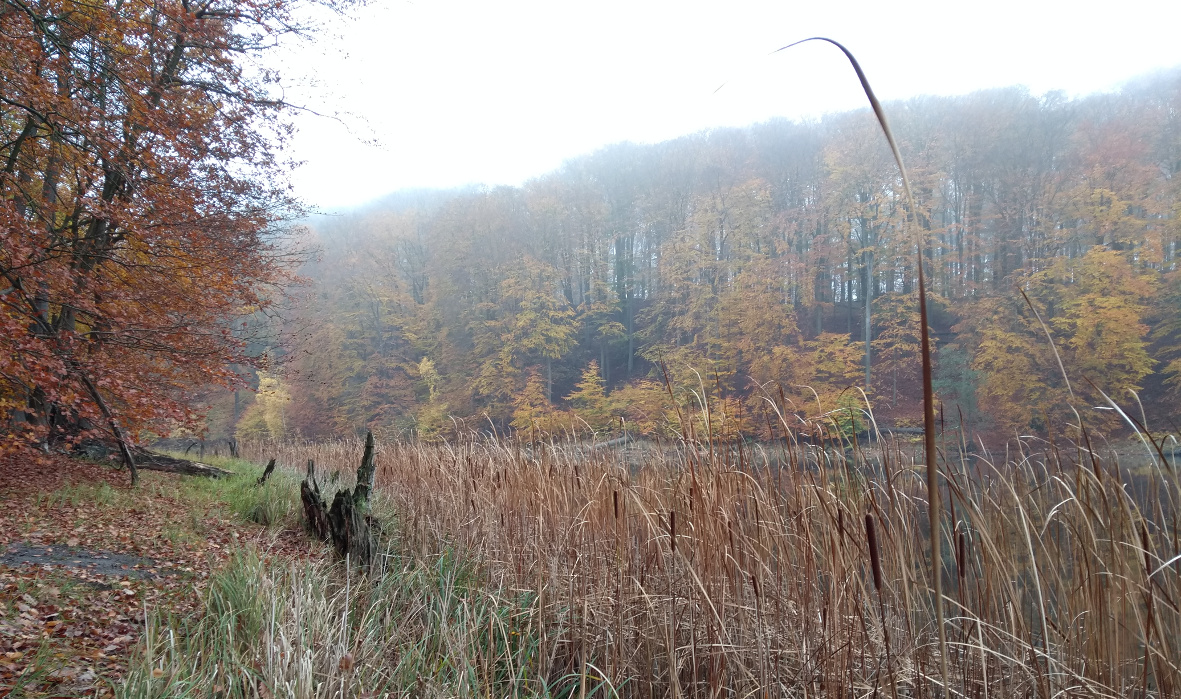 Grumsin Genusswanderweg Wald See Schorfheide (c) www.JaegerDesVerlorenenSchmatzes.de