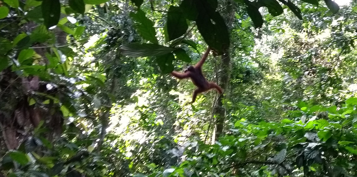 Unvergesslich: Unsere Begegnung mit wild lebenden Orang Utans auf Borneo