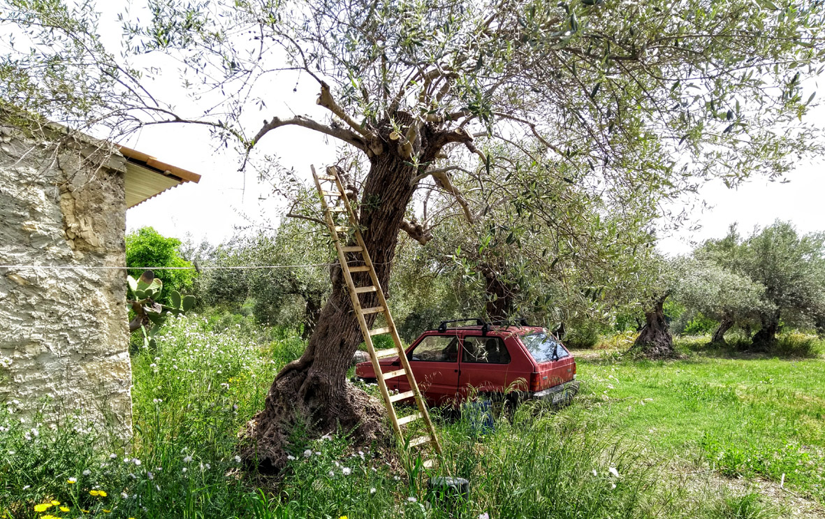Sizilien Olivenbaum Olivenöl Zisolhouse